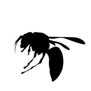 虫の死骸しっかり取り除いてますか 車に付着した虫の死骸の取り方 カーコーティングファクトリー得洗隊